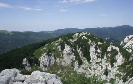 velikikozjak