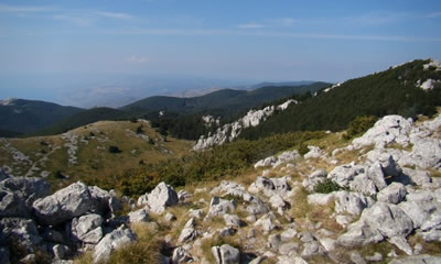 vucjak